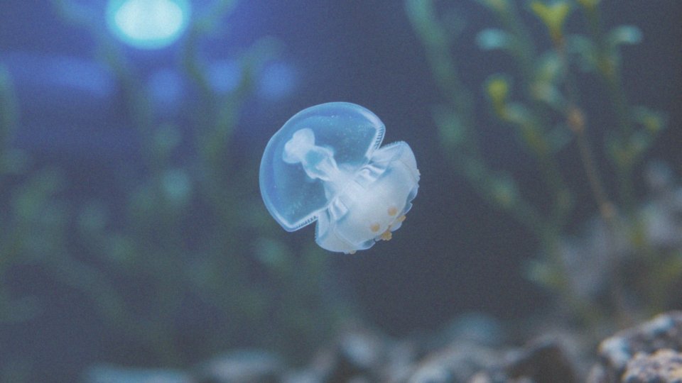Jak działa proces biologicznej nieśmiertelności meduzy Turritopsis dohrnii?