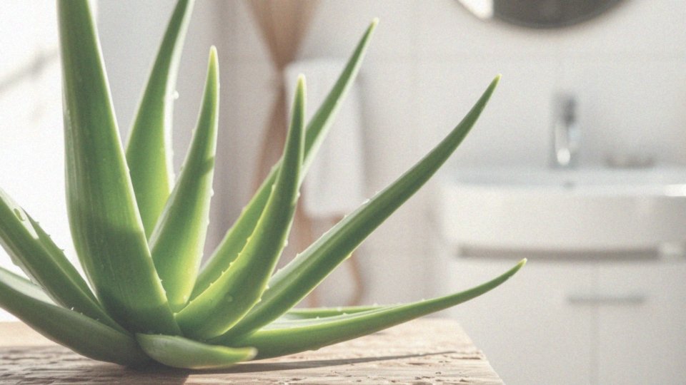 Jak aloes wpływa na kondycję skóry głowy?