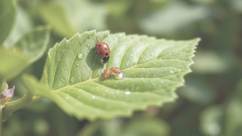 Jakie są naturalni wrogowie mszyc?