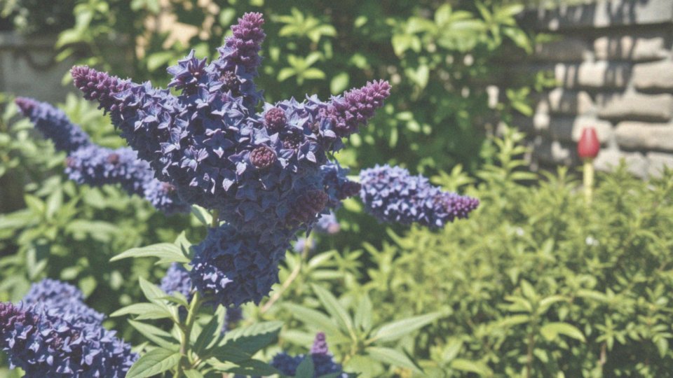 Jakie są wymagania dotyczące stanowiska budlei Nanho Blue?
